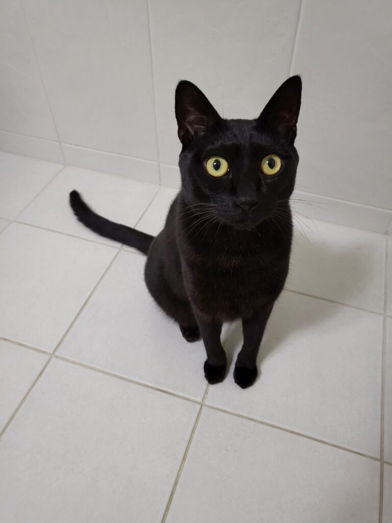 blackcat, koreanshort hair, 길냥이